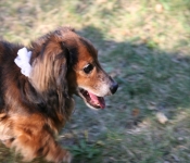 CreamCornAug2012 012